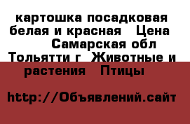 картошка посадковая белая,и красная › Цена ­ 150 - Самарская обл., Тольятти г. Животные и растения » Птицы   